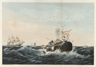 Der Walfang - Der Pottwal in Aufruhr, veröffentlicht 1860 von American School